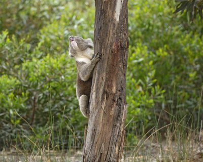 Koala, Male, Bellowing-010109-Hanson Bay Sanctuary, Kanagaroo Island, South Australia-#0616.jpg