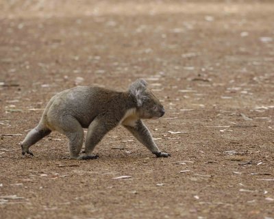 Koala, Male, running on ground-010109-Hanson Bay Sanctuary, Kanagaroo Island, South Australia-#0637.jpg