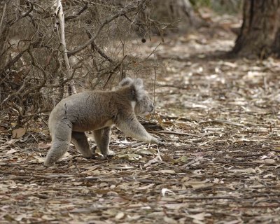 Koala, Male, running on ground-010109-Hanson Bay Sanctuary, Kanagaroo Island, South Australia-#0643.jpg