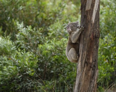 Koala, Male-010109-Hanson Bay Sanctuary, Kanagaroo Island, South Australia-#0628.jpg
