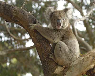 Koala-010109-Hanson Bay Sanctuary, Kanagaroo Island, South Australia-#0071.jpg