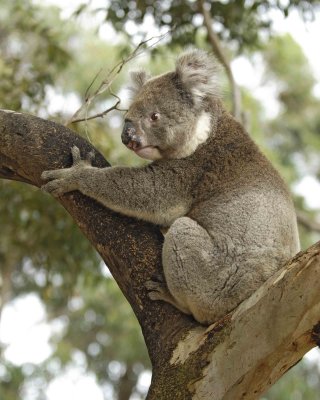 Koala-010109-Hanson Bay Sanctuary, Kanagaroo Island, South Australia-#0078.jpg