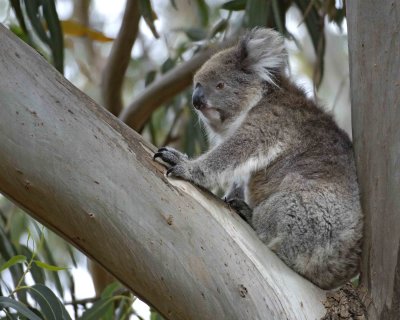 Koala-010109-Hanson Bay Sanctuary, Kanagaroo Island, South Australia-#0556.jpg