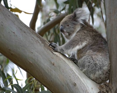 Koala-010109-Hanson Bay Sanctuary, Kanagaroo Island, South Australia-#0561.jpg