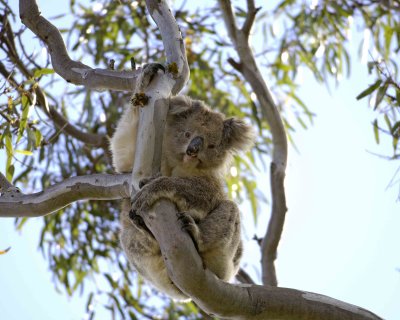 Koala-123008-Duck Lagoon, Kangaroo Island, South Australia-#0370.jpg