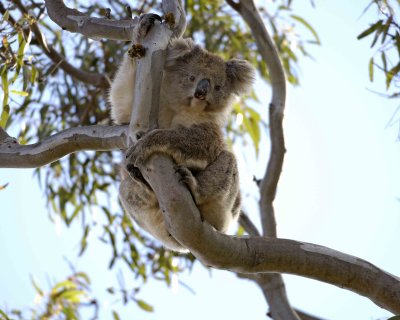 Koala-123008-Duck Lagoon, Kangaroo Island, South Australia-#0379.jpg