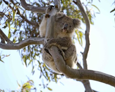 Koala-123008-Duck Lagoon, Kangaroo Island, South Australia-#0381.jpg