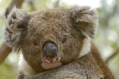 Koala-123008-Hanson Bay Sanctuary, Kangaroo Island, South Australia-#0569.jpg