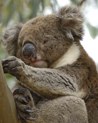 Koala-123008-Hanson Bay Sanctuary, Kangaroo Island, South Australia-#0585.jpg