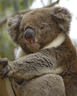 Koala-123008-Hanson Bay Sanctuary, Kangaroo Island, South Australia-#0586.jpg