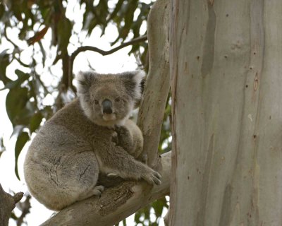 Koala-123008-Hanson Bay Sanctuary, Kangaroo Island, South Australia-#0764.jpg