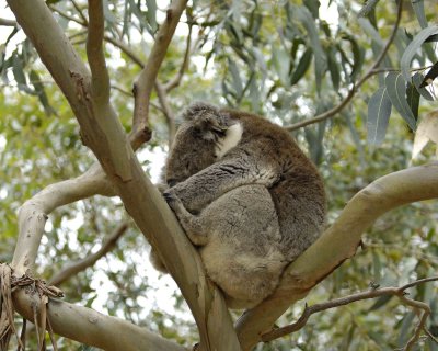 Koala-123008-Hanson Bay Sanctuary, Kangaroo Island, South Australia-#1067.jpg