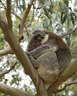 Koala-123008-Hanson Bay Sanctuary, Kangaroo Island, South Australia-#1069.jpg