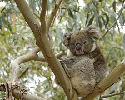 Koala-123008-Hanson Bay Sanctuary, Kangaroo Island, South Australia-#1090.jpg