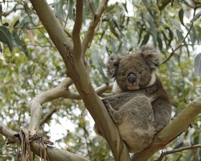Koala-123008-Hanson Bay Sanctuary, Kangaroo Island, South Australia-#1108.jpg