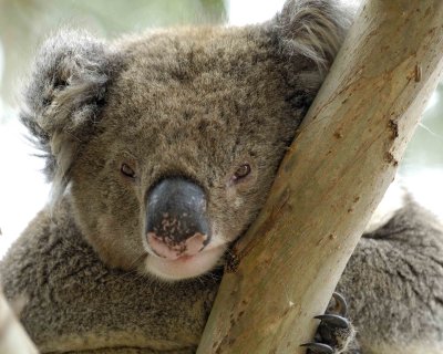 Koala-123008-Hanson Bay Sanctuary, Kangaroo Island, South Australia-#1136.jpg