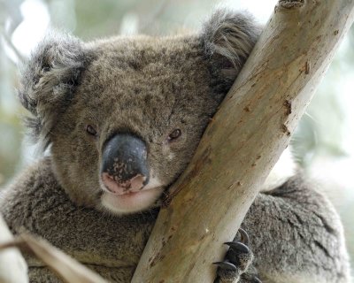 Koala-123008-Hanson Bay Sanctuary, Kangaroo Island, South Australia-#1150.jpg
