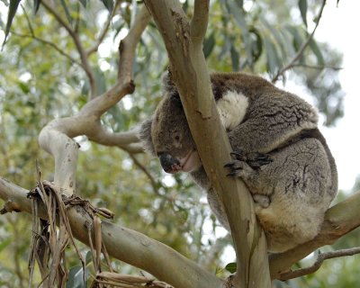 Koala-123008-Hanson Bay Sanctuary, Kangaroo Island, South Australia-#1164.jpg