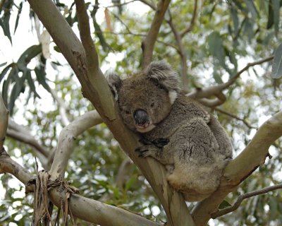 Koala-123008-Hanson Bay Sanctuary, Kangaroo Island, South Australia-#1176.jpg