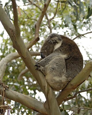 Koala-123008-Hanson Bay Sanctuary, Kangaroo Island, South Australia-#1183.jpg
