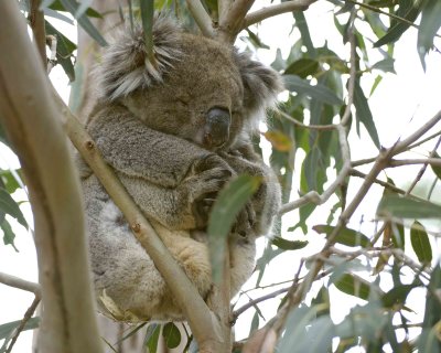 Koala-123108-Hanson Bay Sanctuary, Kanagaroo Island, South Australia-#0463.jpg