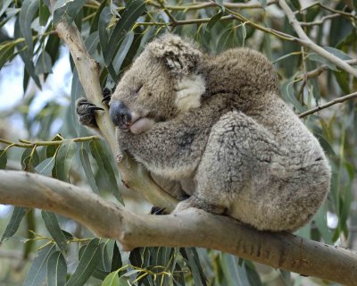 Koala-123108-Hanson Bay Sanctuary, Kanagaroo Island, South Australia-#1245.jpg
