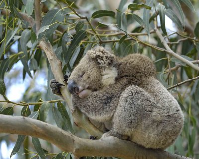 Koala-123108-Hanson Bay Sanctuary, Kanagaroo Island, South Australia-#1248.jpg