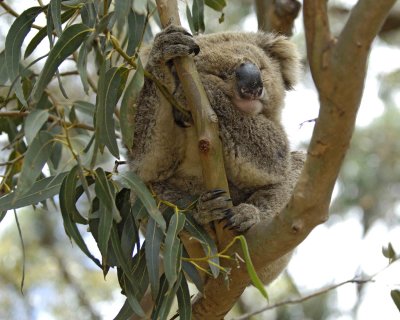 Koala-123108-Hanson Bay Sanctuary, Kanagaroo Island, South Australia-#1254.jpg