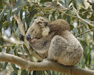 Koala-123108-Hanson Bay Sanctuary, Kanagaroo Island, South Australia-#1257.jpg