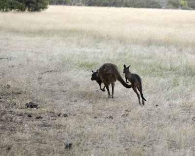 Kangaroo, Female and Joey, hopping away-123108-Flinders Chase, Kanagaroo Island, South Australia-#1395.jpg