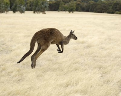 Kangaroo, Hopping Away-010109-Hanson Bay Sanctuary, Kanagaroo Island, South Australia-#0033.jpg