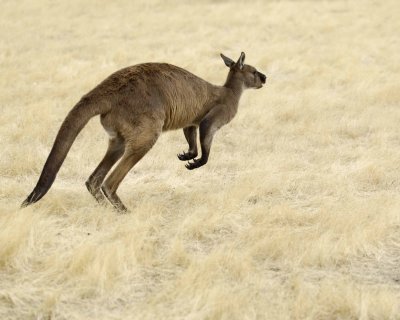 Kangaroo, Hopping away-010109-Hanson Bay Sanctuary, Kanagaroo Island, South Australia-#0059.jpg