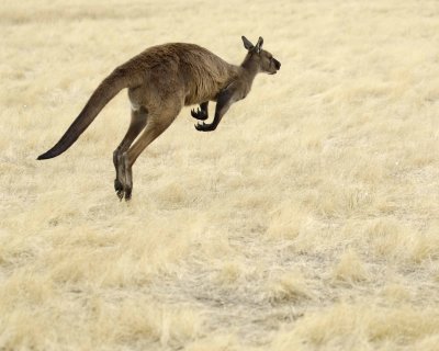 Kangaroo, Hopping away-010109-Hanson Bay Sanctuary, Kanagaroo Island, South Australia-#0060.jpg