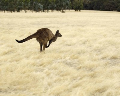 Kangaroo, Hopping away-010109-Hanson Bay Sanctuary, Kanagaroo Island, South Australia-#0066.jpg