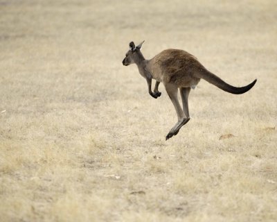 Kangaroo, Hopping away-010109-Hanson Bay Sanctuary, Kanagaroo Island, South Australia-#0422.jpg