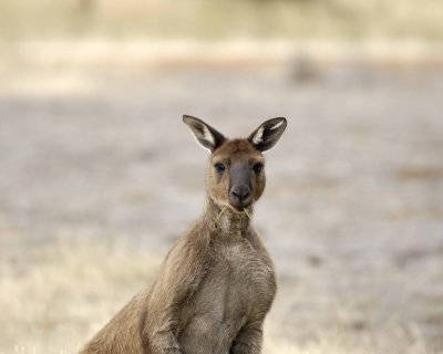 Kangaroo-010109-Flinders Chase, Kanagaroo Island, South Australia-#0490.jpg