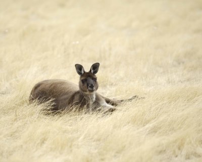 Kangaroo-010109-Hanson Bay Sanctuary, Kanagaroo Island, South Australia-#0010.jpg