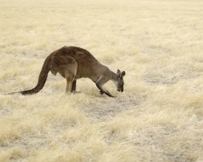 Kangaroo-010109-Hanson Bay Sanctuary, Kanagaroo Island, South Australia-#0030.jpg