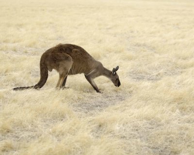 Kangaroo-010109-Hanson Bay Sanctuary, Kanagaroo Island, South Australia-#0031.jpg