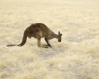 Kangaroo-010109-Hanson Bay Sanctuary, Kanagaroo Island, South Australia-#0032.jpg