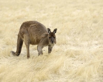Kangaroo-010109-Hanson Bay Sanctuary, Kanagaroo Island, South Australia-#0045.jpg