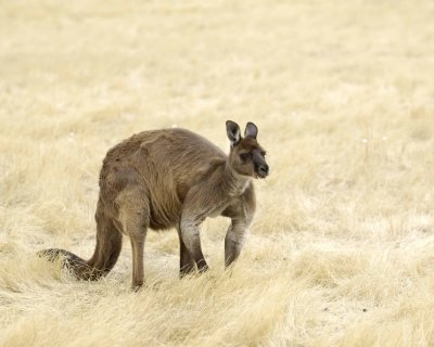 Kangaroo-010109-Hanson Bay Sanctuary, Kanagaroo Island, South Australia-#0047.jpg