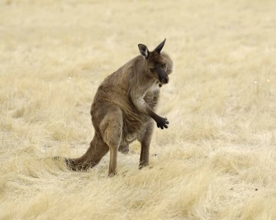 Kangaroo-010109-Hanson Bay Sanctuary, Kanagaroo Island, South Australia-#0048.jpg