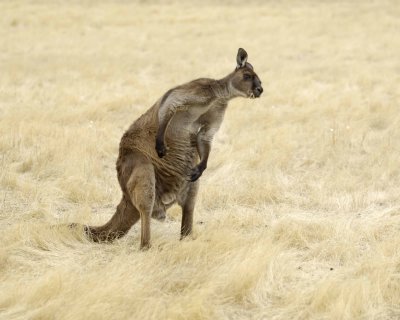 Kangaroo-010109-Hanson Bay Sanctuary, Kanagaroo Island, South Australia-#0050.jpg