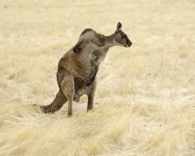 Kangaroo-010109-Hanson Bay Sanctuary, Kanagaroo Island, South Australia-#0051.jpg