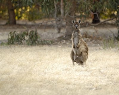 Kangaroo-010109-Hanson Bay Sanctuary, Kanagaroo Island, South Australia-#0458.jpg