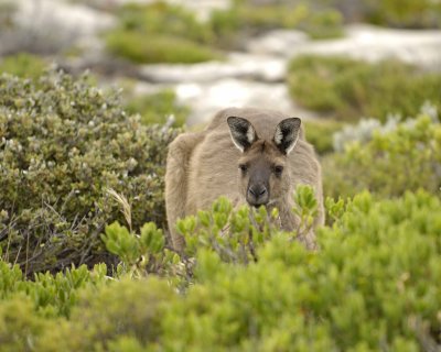 Kangaroo-010209-Cape du Couedic, Kanagaroo Island, South Australia-#0751.jpg