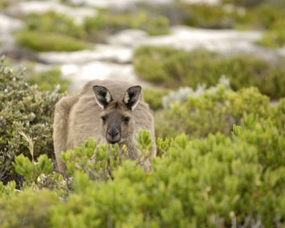 Kangaroo-010209-Cape du Couedic, Kanagaroo Island, South Australia-#0753.jpg