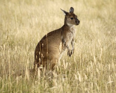 Kangaroo-123008-Flinders Chase, Kangaroo Island, South Australia-#1201.jpg
