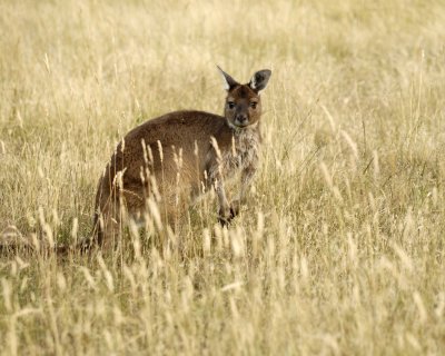 Kangaroo-123008-Flinders Chase, Kangaroo Island, South Australia-#1204.jpg